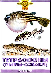 Тетраодоны (рыбы-собаки)